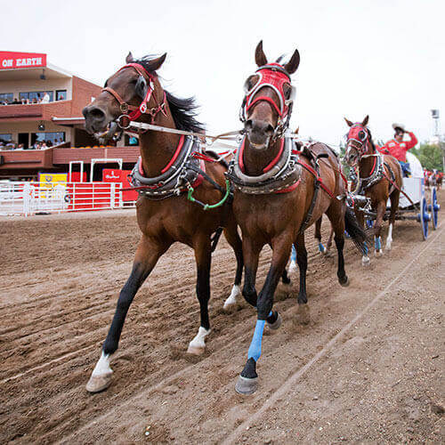 Calgary Stampede Finals Rally — 500x500
