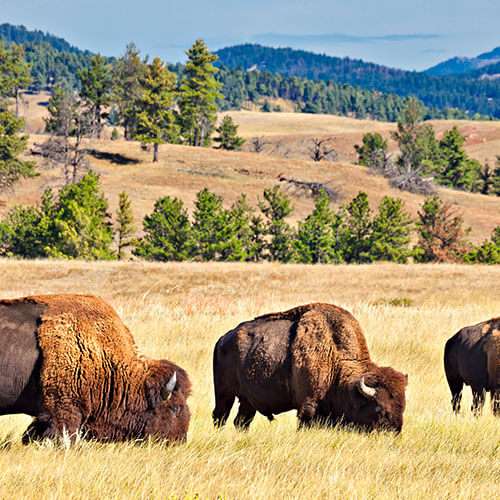 Black Hills & Badlands Rally