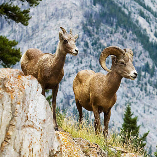 14 Day Alberta & Glacier National Park