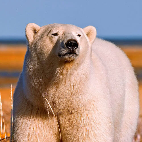 Polar Bear Migration
