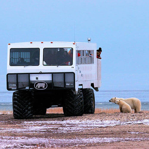 Polar Bear Migration — 500x500