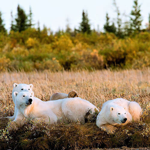 Polar Bear Migration — 500x500