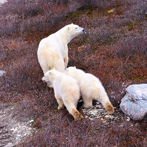 Polar Bear Migration — 500x500