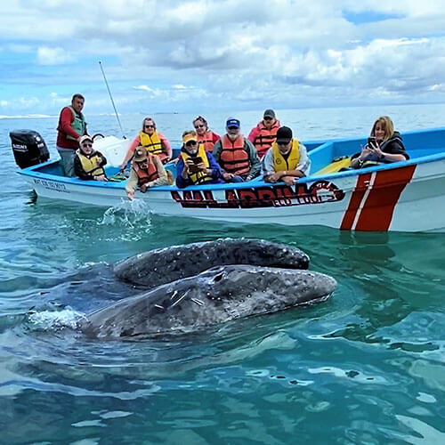 Baja Whale Watching — 500x500