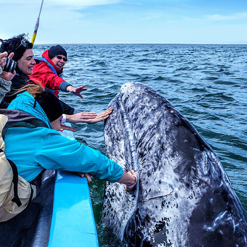 Baja Whale Watching