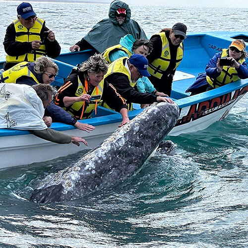 Baja Whale Watching — 500x500