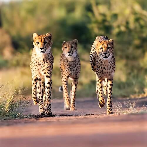 South Africa RV Safari — 500x500
