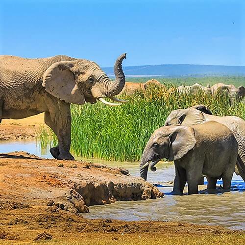 South Africa RV Safari — 500x500