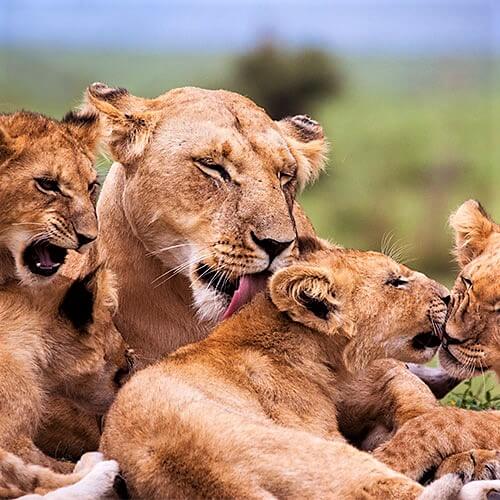 South Africa RV Safari