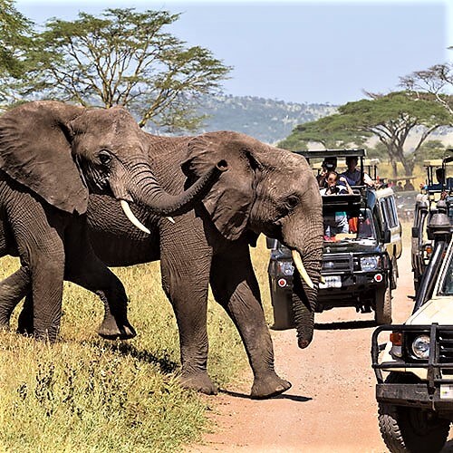 South Africa RV Safari — 500x500