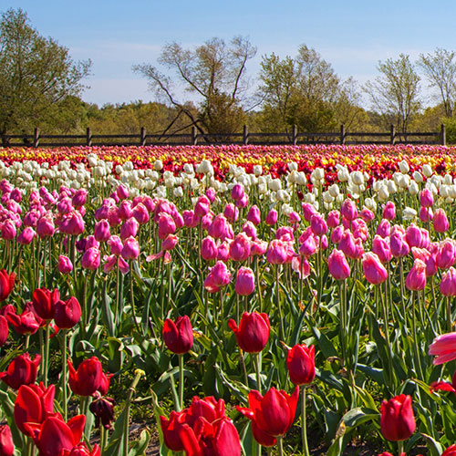 Springtime in Michigan — 500x500