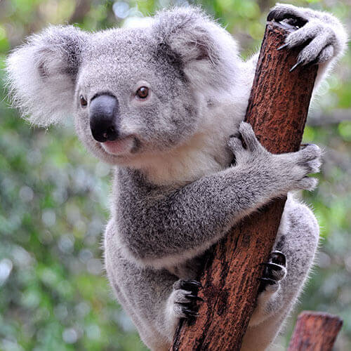 Australia & New Zealand — 500x500