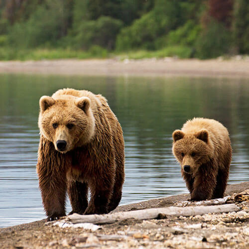 Heart of Alaska — 500x500