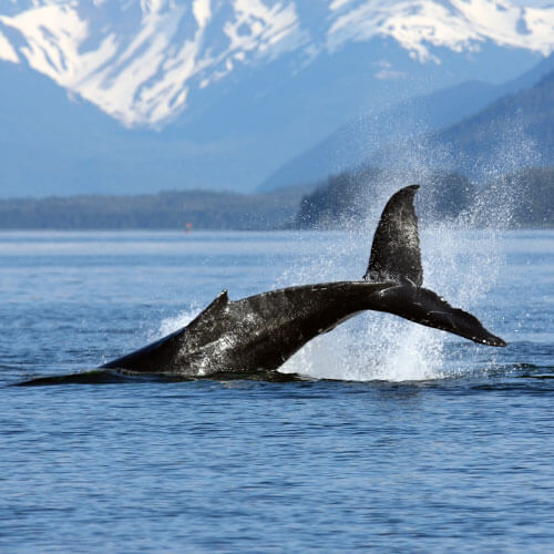 Heart of Alaska