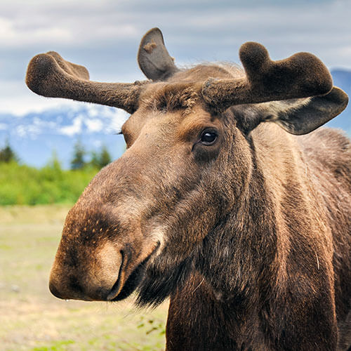 Alaska Deluxe — 500x500