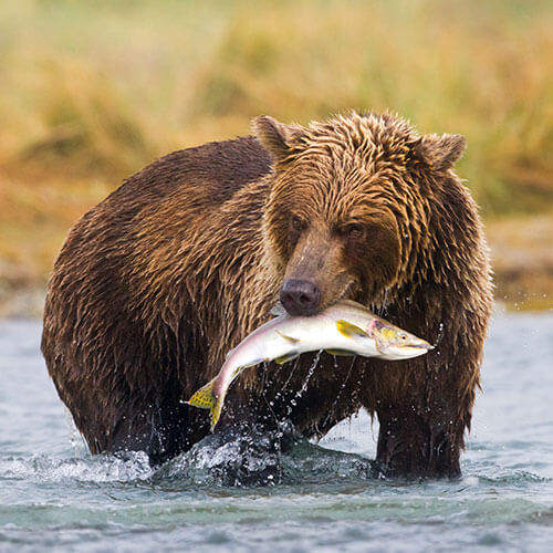 60 Day Premier Alaska