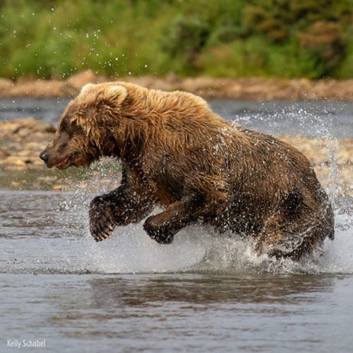 Ultimate Alaska — 500x500