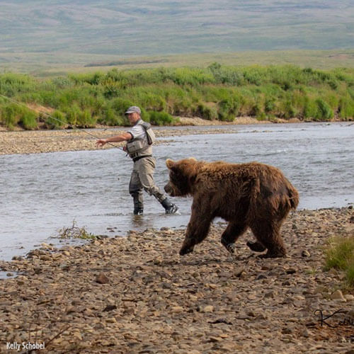 Alaska Your Way — 500x500