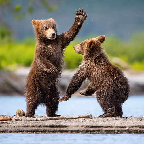 Great Alaska Escape — 500x500